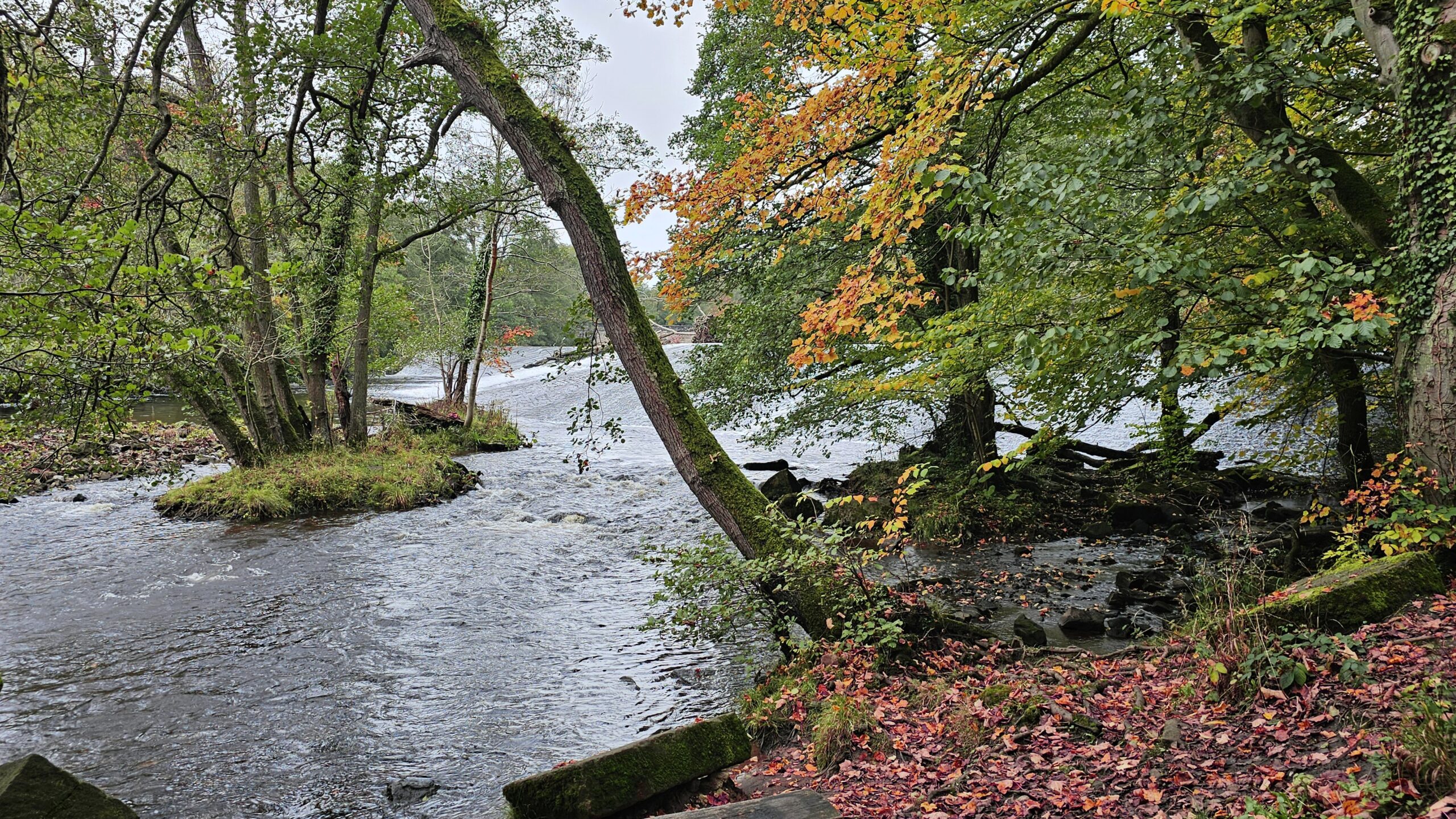 Autumn trees by the river near my home in the Peak District